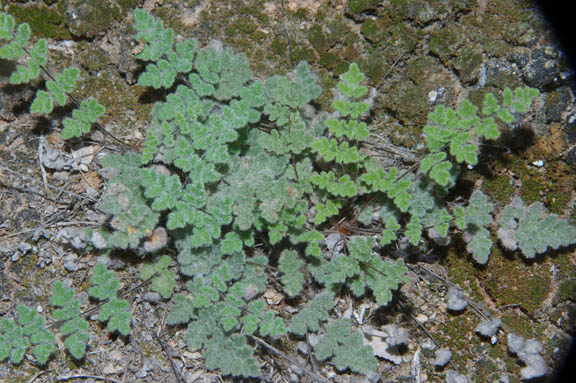 Cheilanthes villosa Davenport ex Maxon 